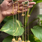 Sargam Kashmiri Jhumkas